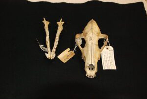 Wolf skulls, Canadian Museum of Nature