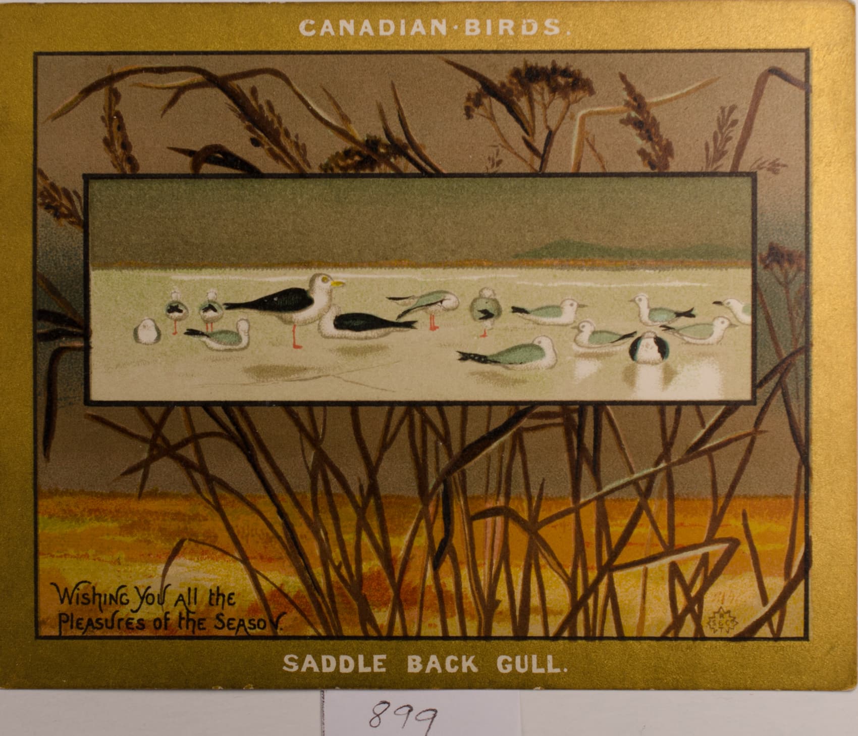 Birds of Canada