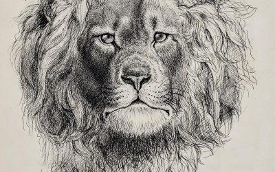 Lion Portraits
