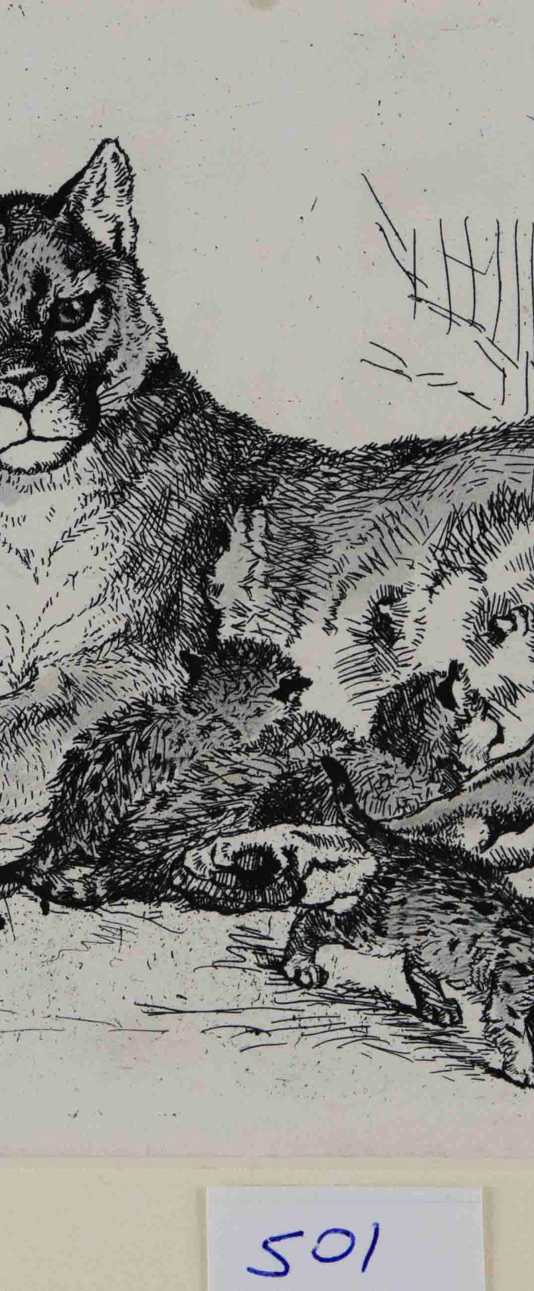 Mountain Lion or Cougar as seen by Seton