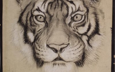 Tiger Portraits