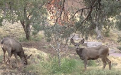 Mule Deer Visit Academy for the Love of Learning