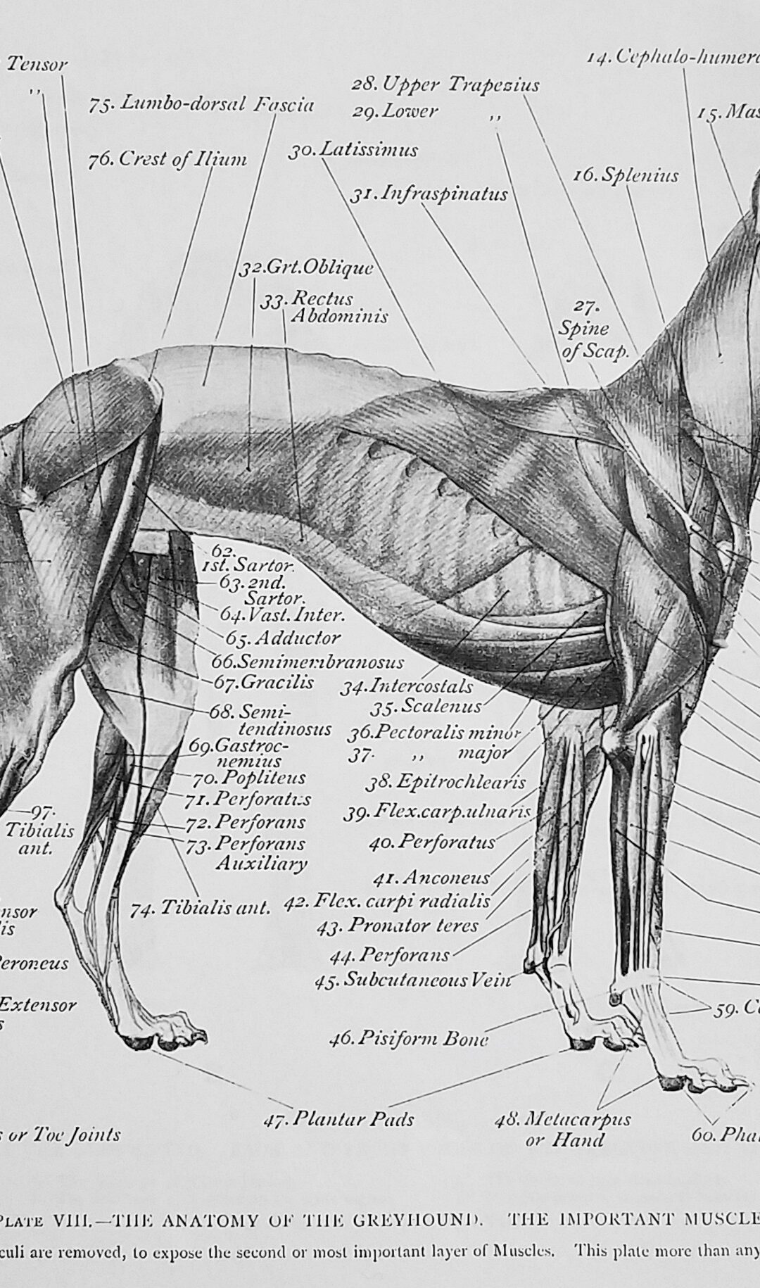 Art Anatomy of Animals 1894 to 1896 Biography
