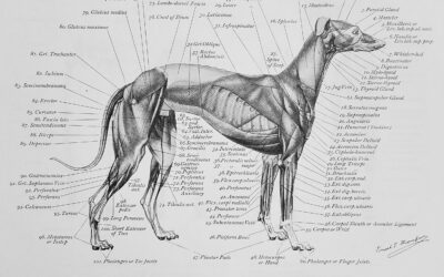 Art Anatomy of Animals 1894 to 1896 Biography