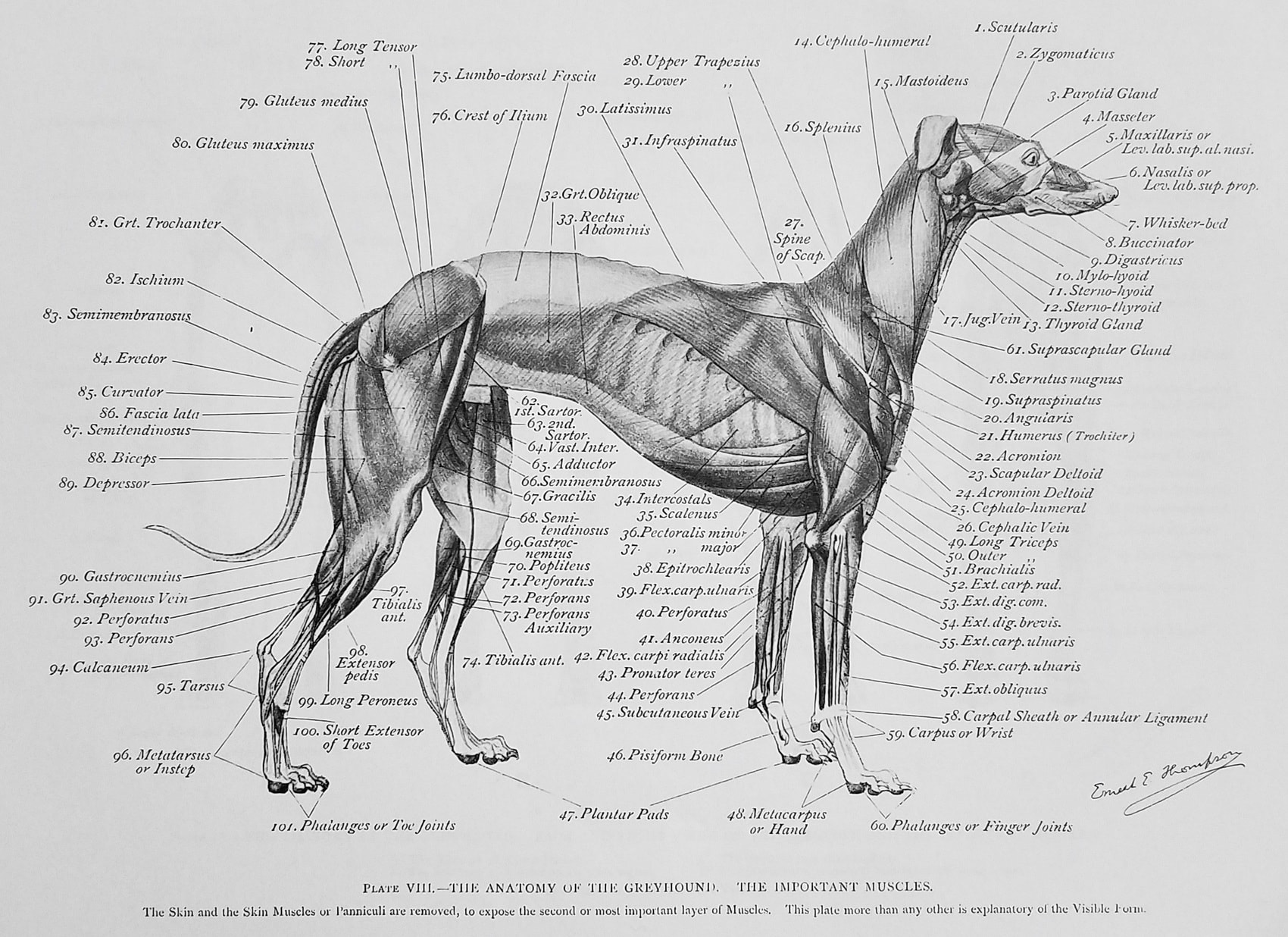 Art Anatomy of Animals 1894 to 1896 Biography
