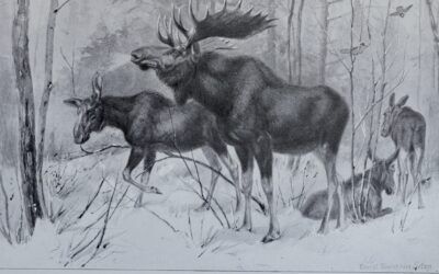 The Moose by Seton
