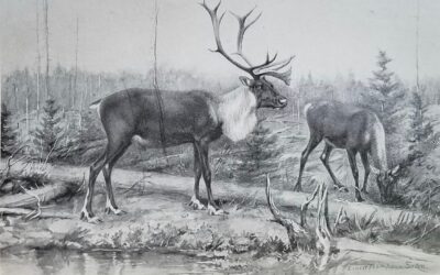 Woodland Caribou by Ernest Thompson Seton
