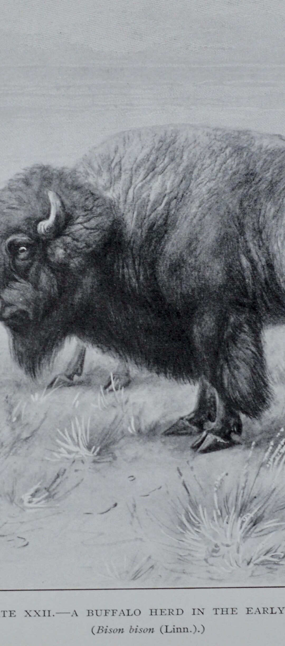 The American Bison by Ernest Thompson Seton