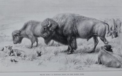 The American Bison by Ernest Thompson Seton
