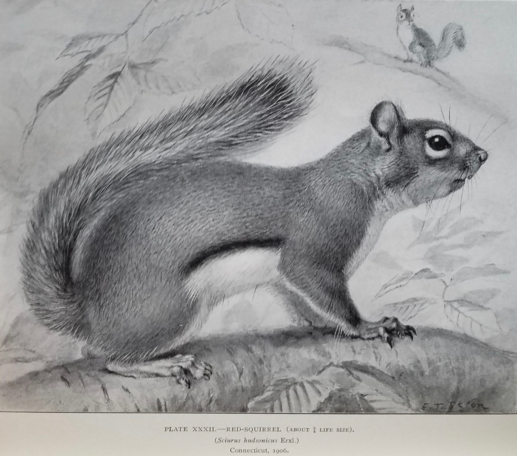 The Red-squirrel or Chickaree by Ernest Thompson Seton