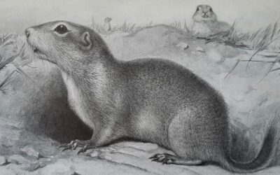 Richardson Ground Squirrel by Ernest Thompson Seton