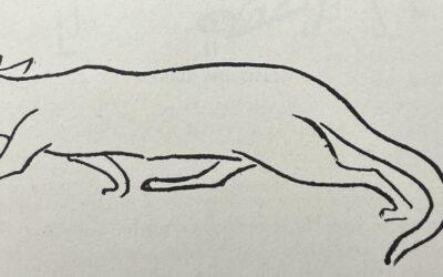 Apologia, Molly Cottontail, from Seton