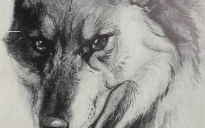 The Gray Wolf by Ernest Thompson Seton