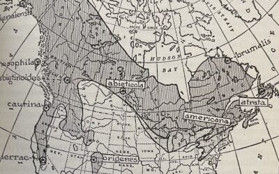 The Pine Marten according to Ernest Thompson Seton