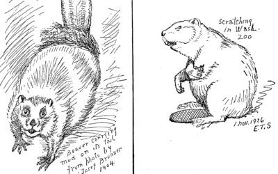 The Beaver According To Seton