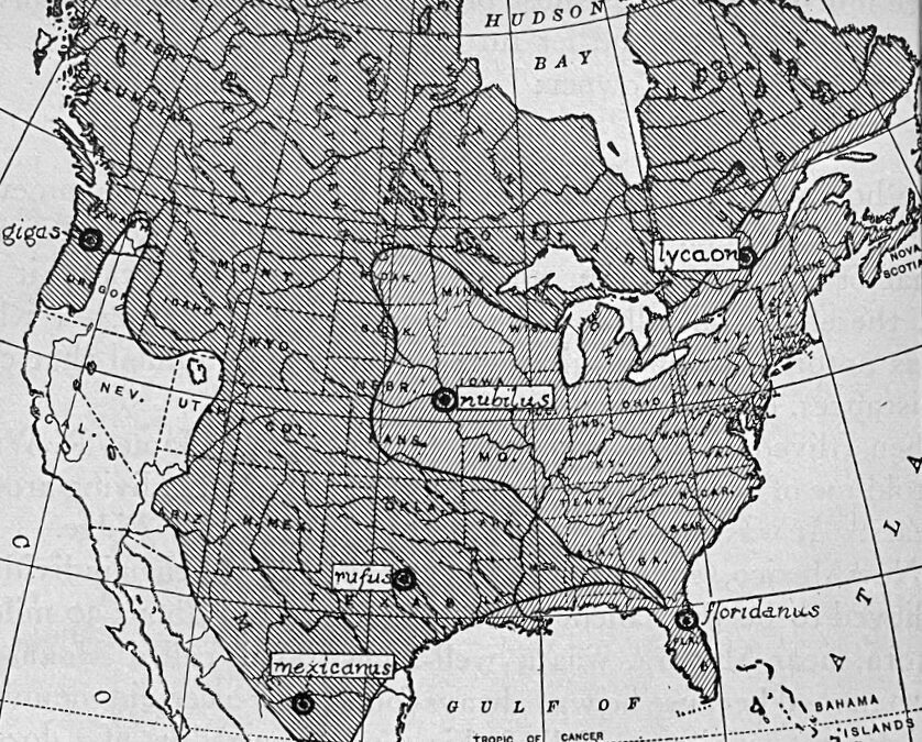 The Gray Wolf Part II