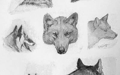 The Gray Wolf Part IV