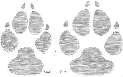 The Gray Wolf Part V