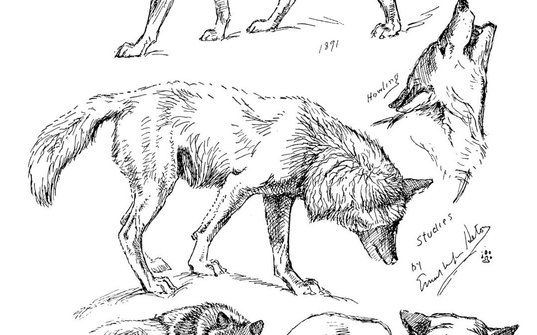 The Gray Wolf Part VII