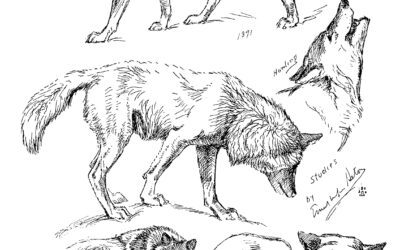 The Gray Wolf Part VII