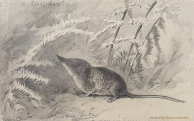 Seton’s Least Beast