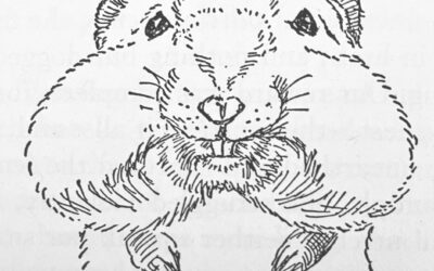 Seton’s Kangaroo Rats, Children of the Sand