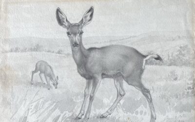 Seton’s Mule Deer